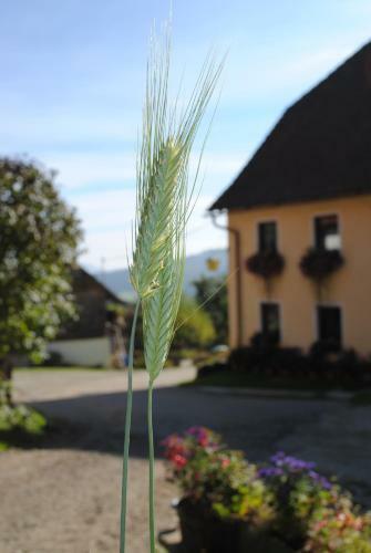 Agroturismo Schlintl-hof
