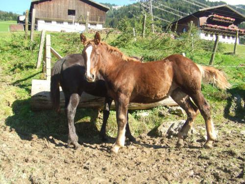 Agroturismo Bamerhof