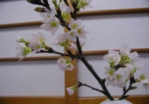 Hotel Wakaba Ryokan / Vacation Stay 29366