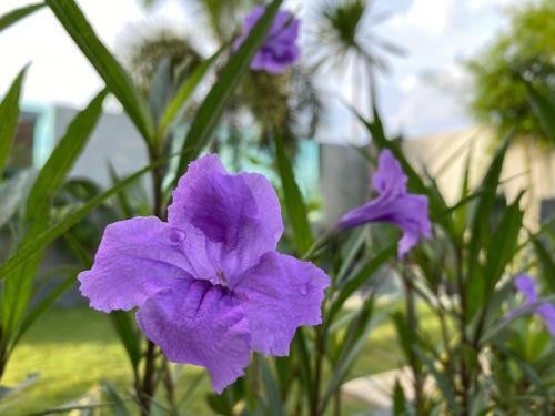 D'ambiience Private Pool & Garden Residence