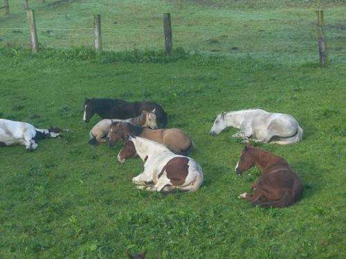 Agroturismo Espi-stables Ferienhof Esterhammer