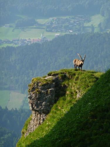Hostal Dorfgasthof Adler