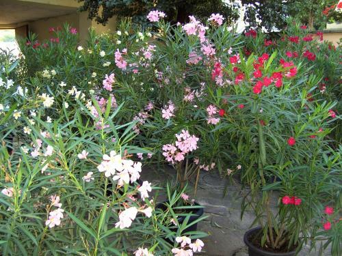 Hostal Gasthof-pension Leopold Janu