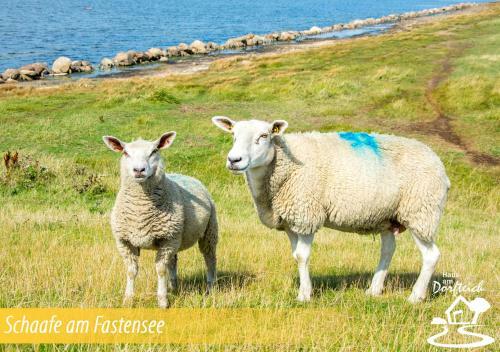 Apartamento Haus Am Dorfteich Fehmarn