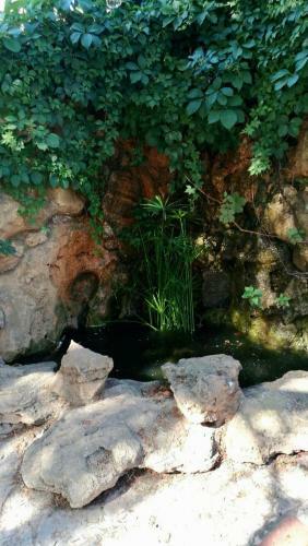 Il Giardino Del Falso Pepe