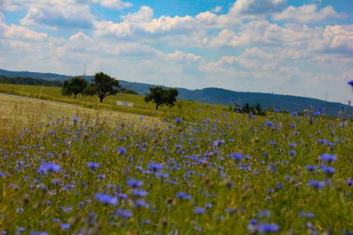 Ferienhaus Am Rheinsteig / N�he Hindenburgh�he / Loreley