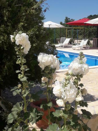 Villa Apartments Ana