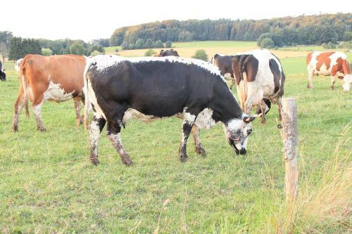 Hostal Maison Carmen G�te � La Ferme