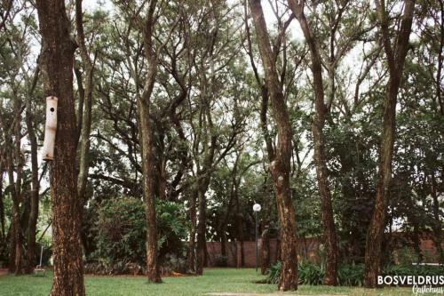 Hostal Bosveldrus Gastehuis