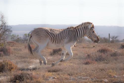 L'ermitage Quagga Lodge