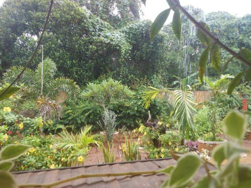 Hostal Jungle Flower Guest House