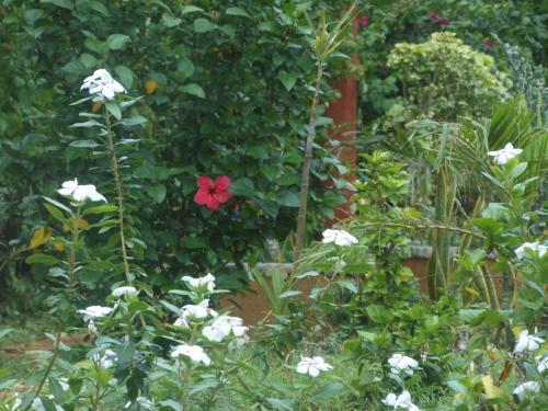 Hostal Jungle Flower Guest House