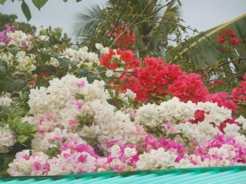Hostal Jungle Flower Guest House