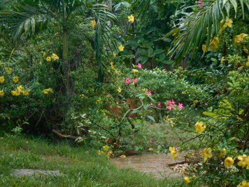 Hostal Jungle Flower Guest House