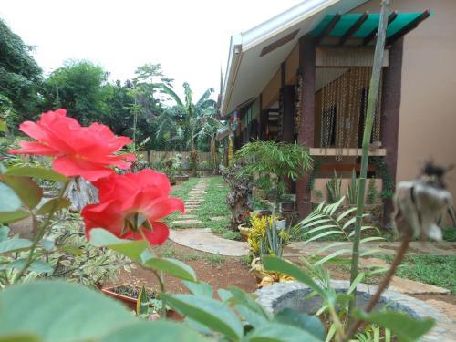 Hostal Jungle Flower Guest House