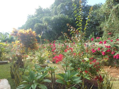 Hostal Jungle Flower Guest House
