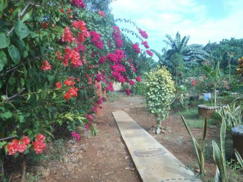 Hostal Jungle Flower Guest House