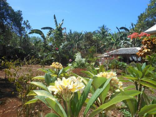 Hostal Jungle Flower Guest House