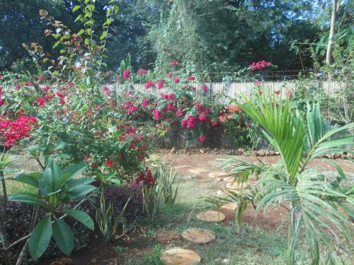 Hostal Jungle Flower Guest House