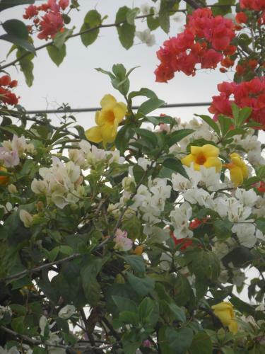 Hostal Jungle Flower Guest House