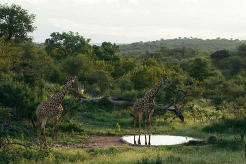 Lodge Isambane Camp
