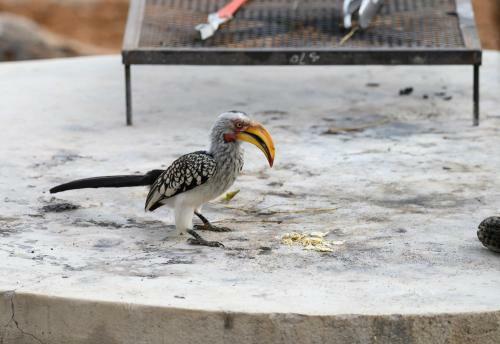 Apartamento Marloth Park Giraffe's Bush Villa