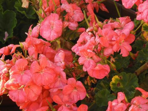 Villa Astha Homestay - Feeling Homely