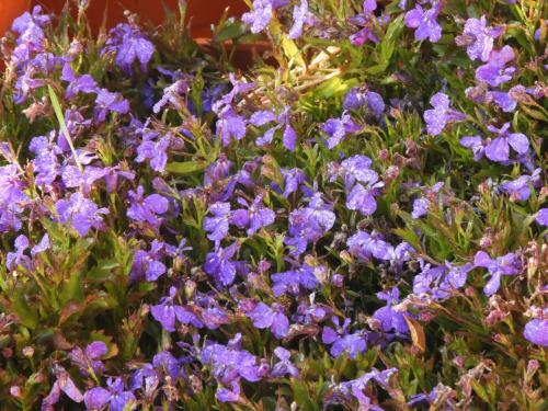 Villa Astha Homestay - Feeling Homely