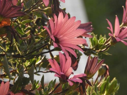 Villa Astha Homestay - Feeling Homely