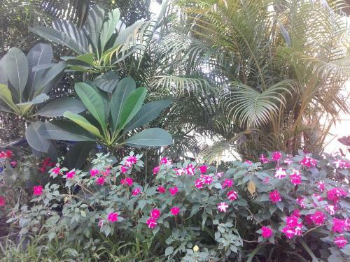 Apartamento Lotus House Pai