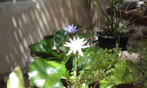 Apartamento Lotus House Pai