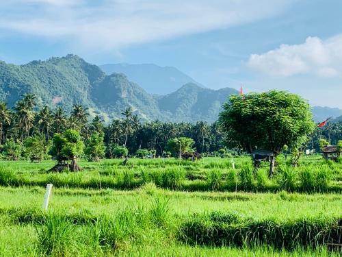 Aparthotel Ocean Suite