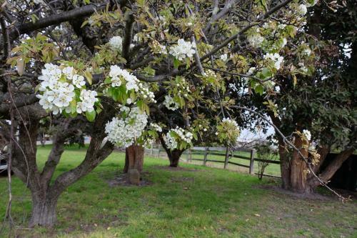 Blossoms On The Bay - Nubeena