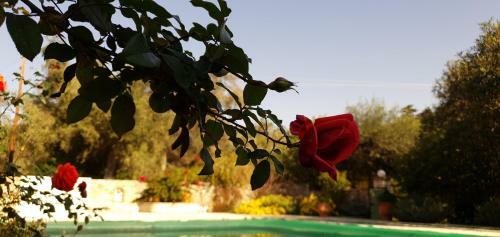 Apartamento Livadi Studios With Pool