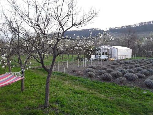 Lavander Garden Camping