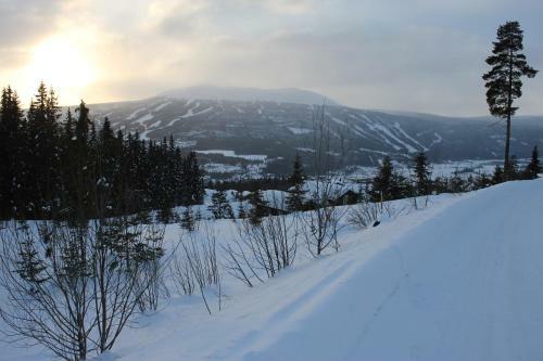 Lillebj�rn