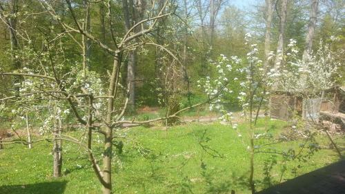 Apartamento Ferienwohnung Idylle Am Waldrand