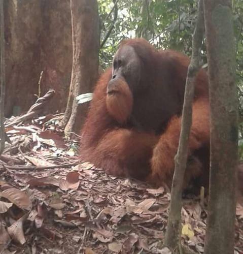 Hostal Bukit Lawang Landak River Guest House