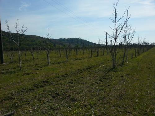 Agroturismo I Cedri Agriturismo