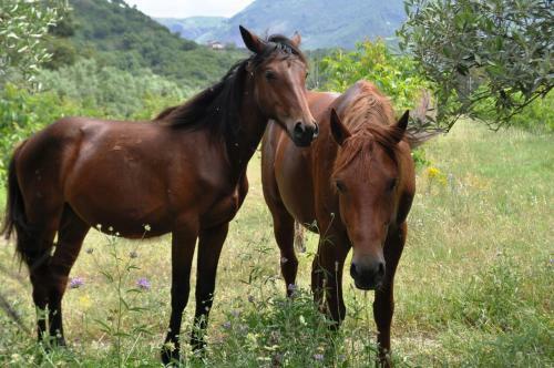Agroturismo I Cedri Agriturismo