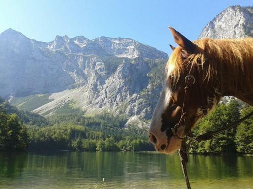 Hostal Ferienwohnung Hochsteinalm