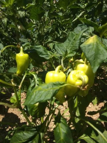 Sea View Villa With 4 Bedrooms - Grecorama