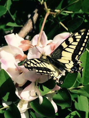Bed & Breakfast Elgreco By The Sea