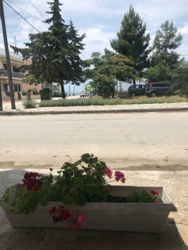 Soula's Sunshine Apartments