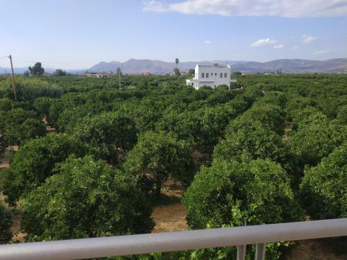 Unique Villa In An Orange Grove