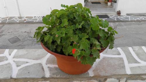 Apartamento Studios Maria In Naoussa Paros 2-4 Persons