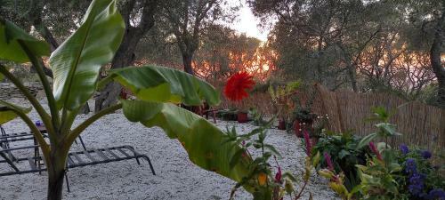 Apartamento Villa Olive Garden, Kastanida - Paxoi