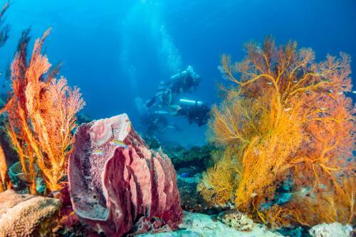 Hotel Forra Dive Resort Sunrise