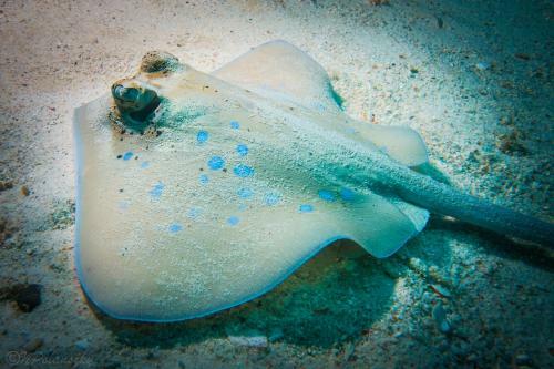 Hotel Forra Dive Resort Sunrise