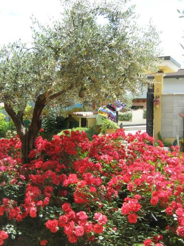 B&B Mariposa